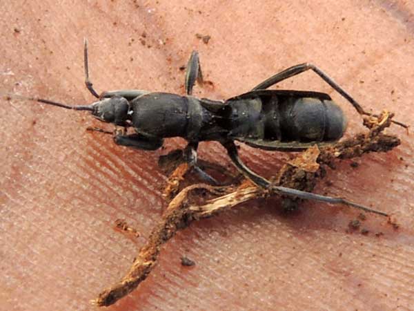ant mimic Rhyparochromidae from Ngong Hills, Kenya. Photo © by Michael Plagens