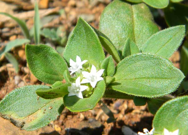 Richardia, a weedy plant found in grazed pasture, Eldoret, Kenya, photo © by Michael Plagens