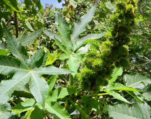 Castor Oil Plant observed at Naiberi River Camp, Kenya; photo © by Michael Plagens