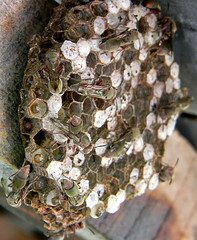 paper nest of Ropalidia observed at Kapsabet, Kenya