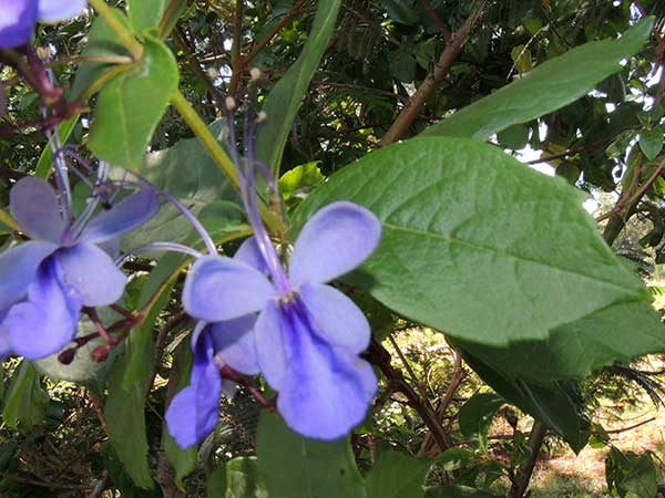 Rotheca sp. from Eldoret, Kenya, photo © by Michael Plagens