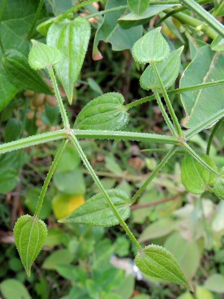 Common Madder, Rubia cordifolia, by Michael Plagens