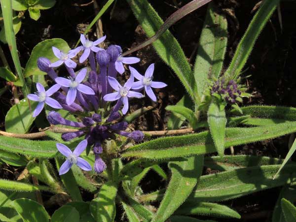 Pentanisia ouranogyne by Michael Plagens