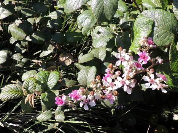 Rubus species in Kenya, photo © by Michael Plagens