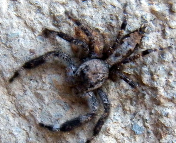 a jumping spider, probsbly Holcolaetis, from Eldoret, Kenya. Photo © by Michael Plagens