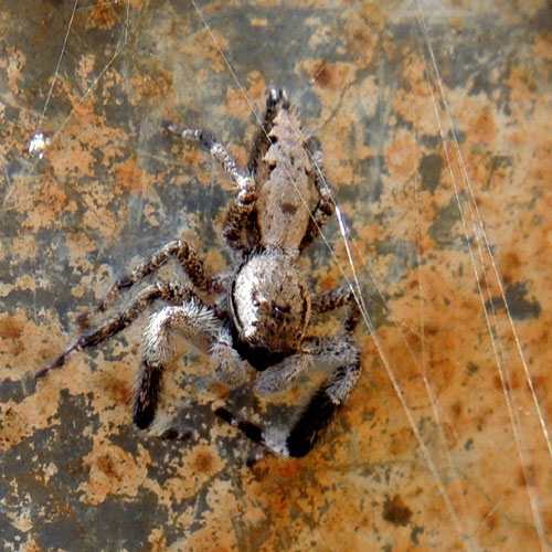 a jumping spider, probsbly Holcolaetis, from Eldoret, Kenya. Photo © by Michael Plagens