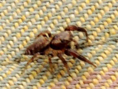 a male jumping spider looking in all the wrong places, Salticidae, Nairobi, Kenya. Photo © by Michael Plagens