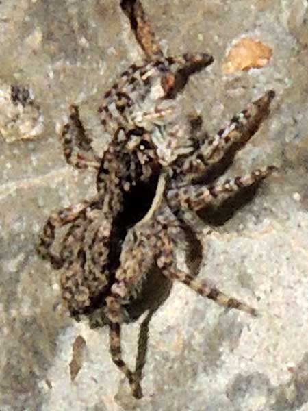 jumping spider, Salticidae, Kerio Valley, Kenya. Photo © by Michael Plagens