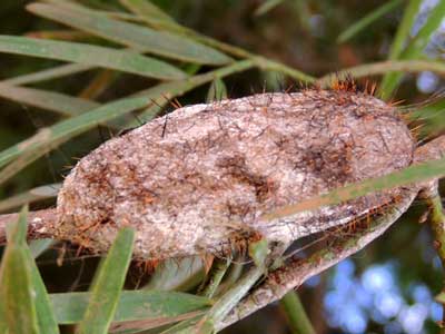 possible Saturniidae cocoon on Podocarpus falcatus, photo © by Michael Plagens