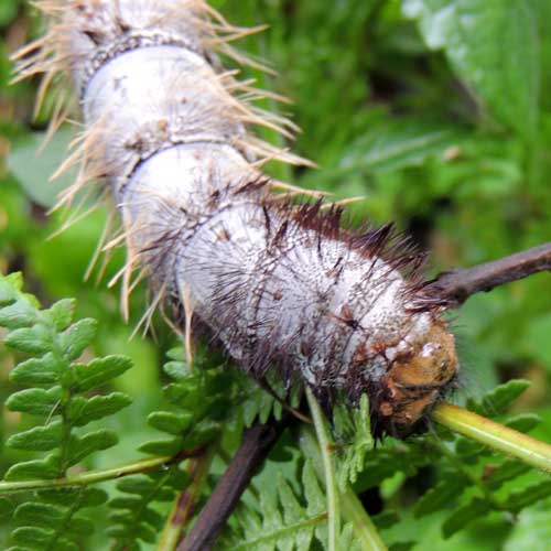 large larva or caterpillar of a Saturnidae, Kenya. Photo © by Michael Plagens