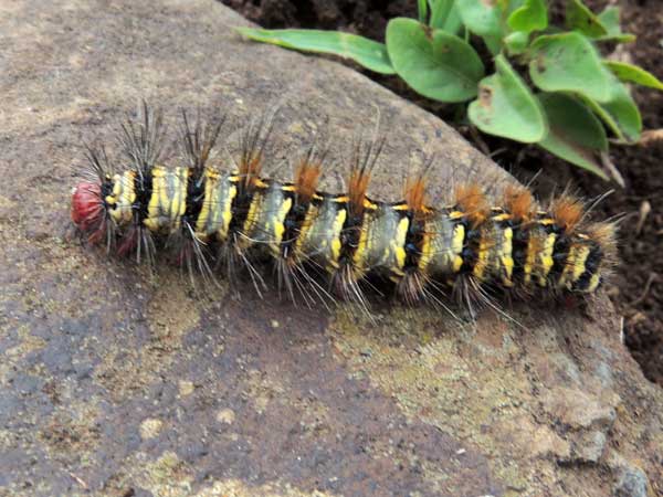 larva or caterpillar of a Saturnidae with urticarating hairs, Kenya. Photo © by Michael Plagens