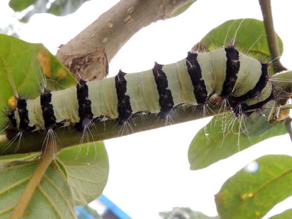 larva or caterpillar of a Saturnidae with contrasting black and white bands, Kenya. Photo © by Michael Plagens
