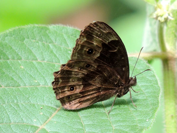 Satyr Butterfly, pssibly Bicyclus, Kitale, Kenya. Photo © by Michael Plagens