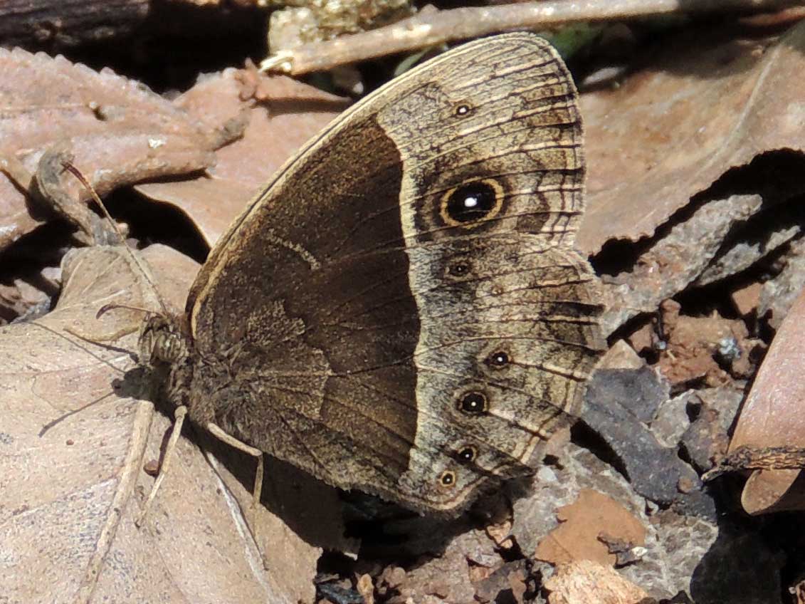 Satyr Butterfly, pssibly Bicyclus, Nairobi, Kenya. Photo © by Michael Plagens