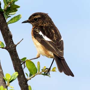 Common Stone Chat, Saxicola torquatus, female, photo © by Michael Plagens