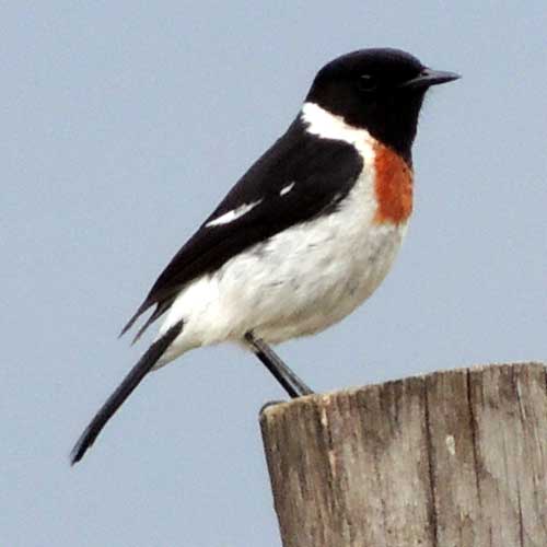 Common Stone Chat, Saxicola torquatus, male, photo © by Michael Plagens