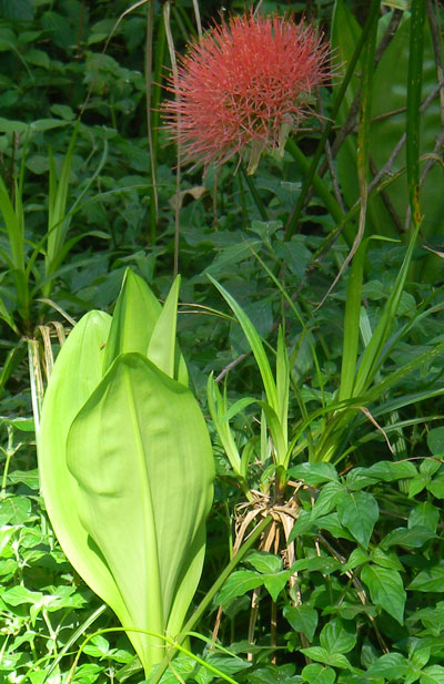 Blood Lily, Scadoxus multiflorus, photo © by Michael Plagens