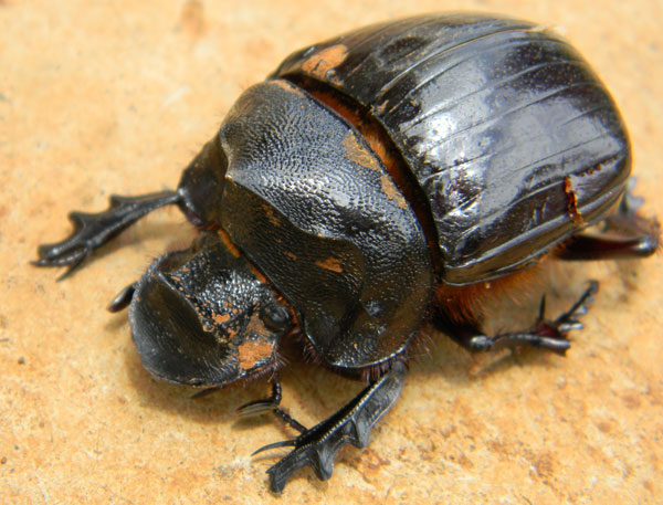 a Copris Dung Beetle from Eldoret, Kenya. Photo © by Michael Plagens