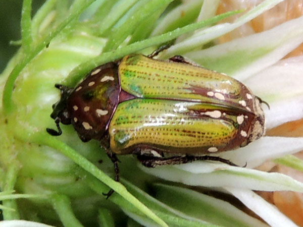 Flower Chafer on inflorescence of Vernonia sp, Kenya. Photo © by Michael Plagens