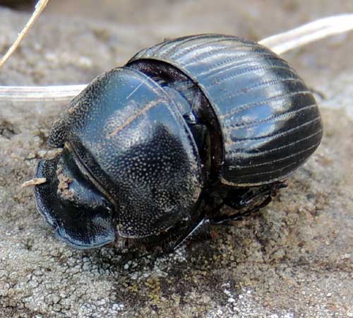 Black Dung Beetle from Eldoret, Kenya. Photo © by Michael Plagens