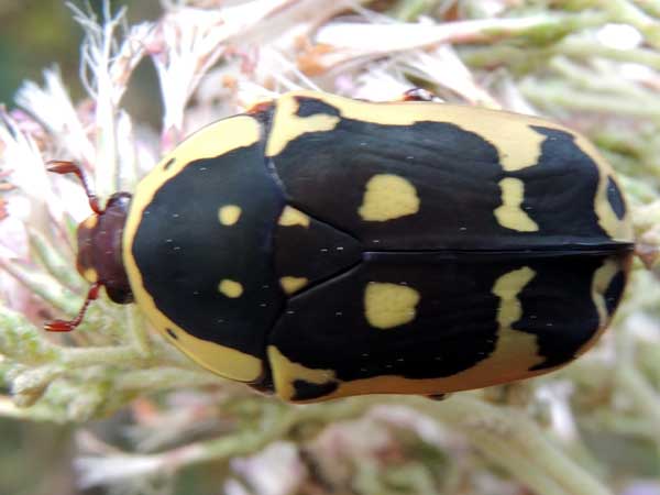 a flower chafer, from near Eldoret, Kenya. Photo © by Michael Plagens