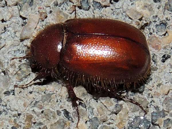 May Beetle, Scarabaeidae, Kenya. Photo © by Michael Plagens