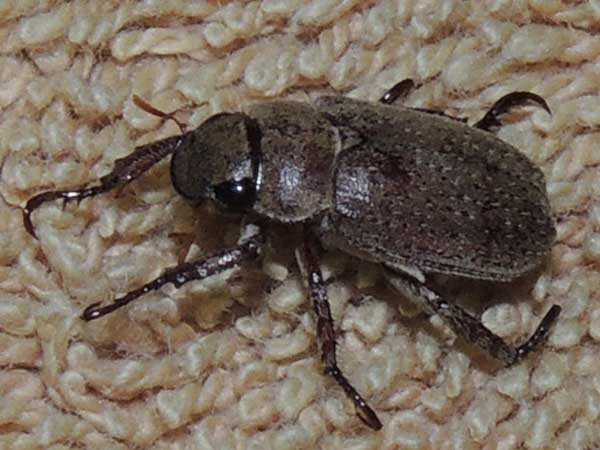 Scarab Beetle, Scarabaeidae, Kenya. Photo © by Michael Plagens