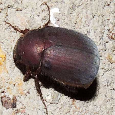 plum colored Beetle, Scarabaeidae, Kenya. Photo © by Michael Plagens