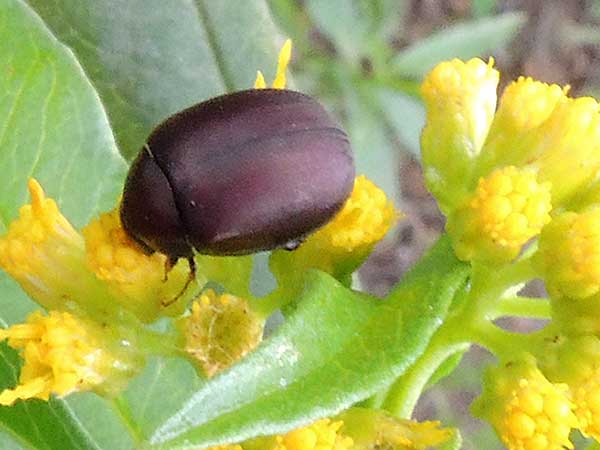 plum colored Beetle, Scarabaeidae, Kenya. Photo © by Michael Plagens