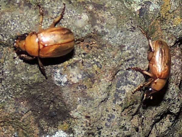 light brown scarab beetle, Scarabaeidae, Kenya. Photo © by Michael Plagens