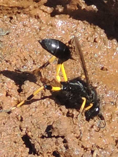 Mud Dauber, Sceliphron, Kenya. Photo © by Michael Plagens