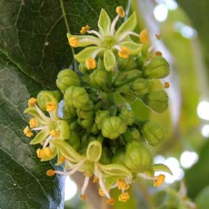 Umbrella Tree, Schefflera abyssinica, photo © by Michael Plagens