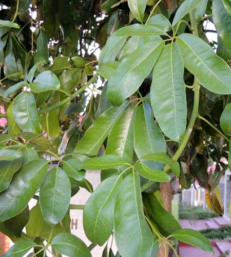 Umbrella Tree, Schefflera abyssinica, photo © by Michael Plagens