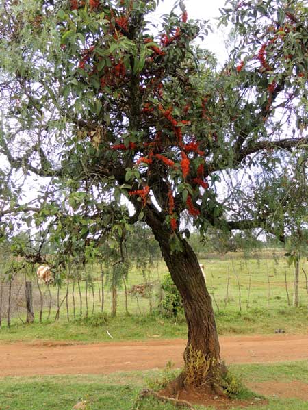 Brazilian Pepper, Schinus molle, photo © by Michael Plagens