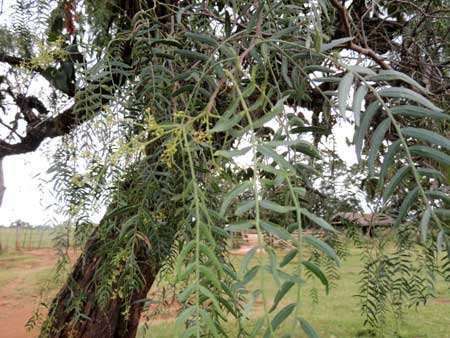 Brazilian Pepper, Schinus molle, photo © by Michael Plagens