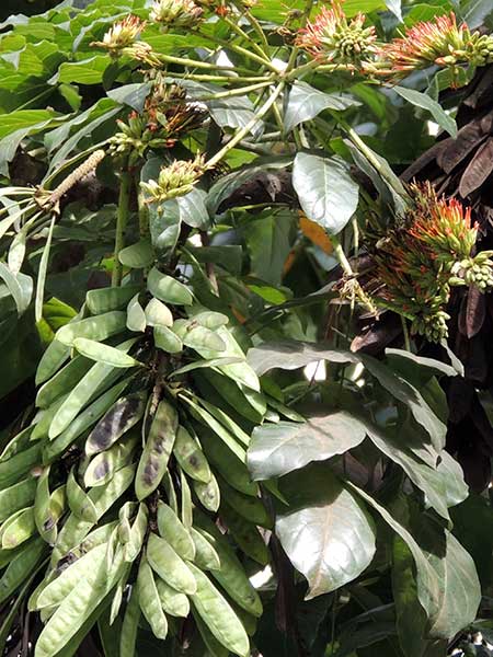 Schotia brachypetala, Kenya, photo © by Michael Plagens