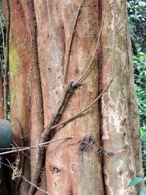 Trunk and bark of Schrebera alata, Nairobi, Kenya, photo © by Michael Plagens