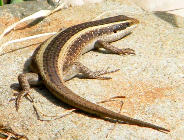 unknown species of striped skink, f. scincidae, photo © by Michael Plagens