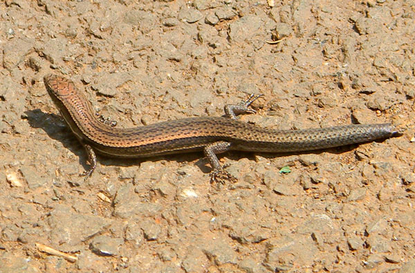 unk coppery skink, f. scincidae, photo © by Michael Plagens