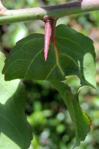 leaf and thorn of Scolopia zeyheri, photo © Michael Plagens