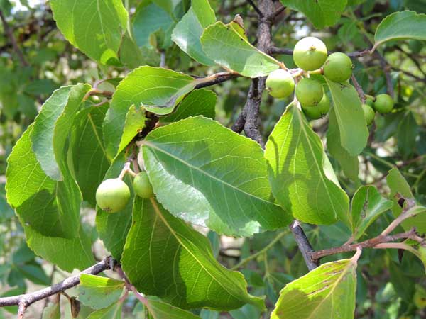 Thorn Pear, Scolopia zeyheri, photo © by Michael Plagens