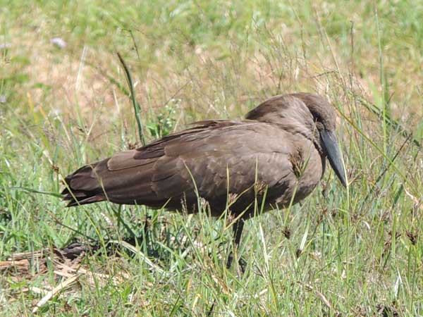 Hamerkop, Scopus umbretta, photo © by Michael Plagens