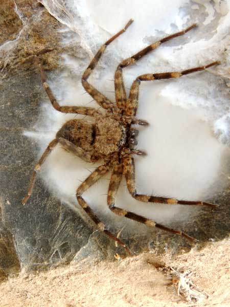 a Selenopidae spider from Kenya. Photo © by Michael Plagens