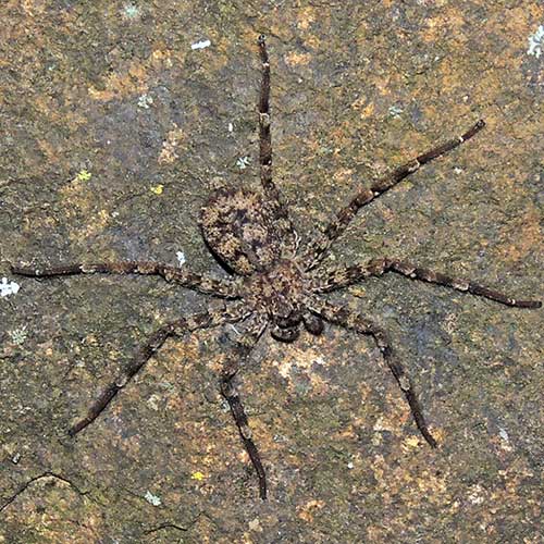 a flattie spider, Selenopidae, from Kerio Valley, Kenya. Photo © by Michael Plagens