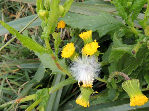 a ragwort, Senecio sp., Eldoret, Kenya, photo © by Michael Plagens