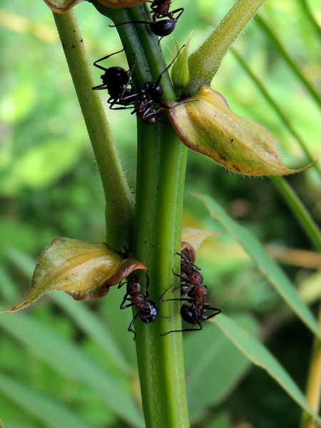 Stipules, nectar glands (extra-floral nectaries) and Myrmicine ants of African Senna, Senna didymobotrya, Kenya, photo © by Michael Plagens