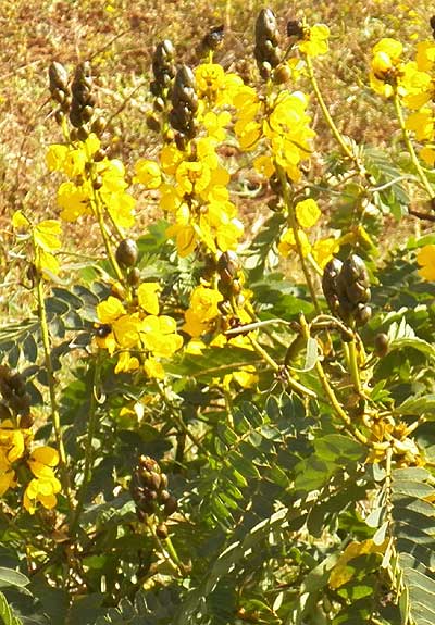 African Senna, Senna didymobotrya, Kenya, photo © by Michael Plagens