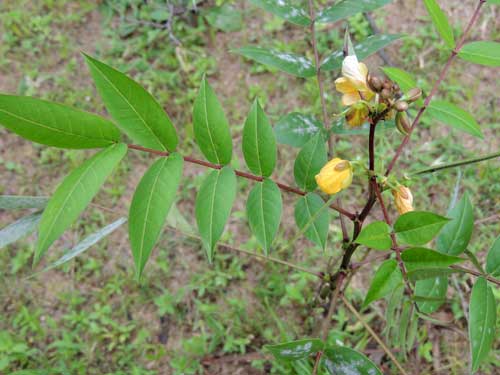 Senna occidentalis from West Pokot, Kenya, photo © by Michael Plagens