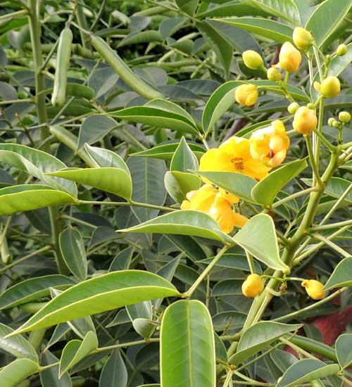 Arsenic Bush, Senna septemtrionalis, Kenya, photo © by Michael Plagens