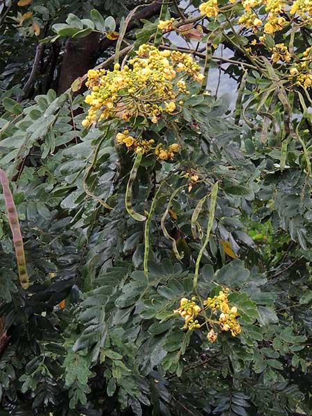 Senna siamea, Kenya, photo © by Michael Plagens